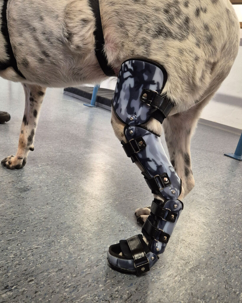 OT Bassler Tier Orthopädie