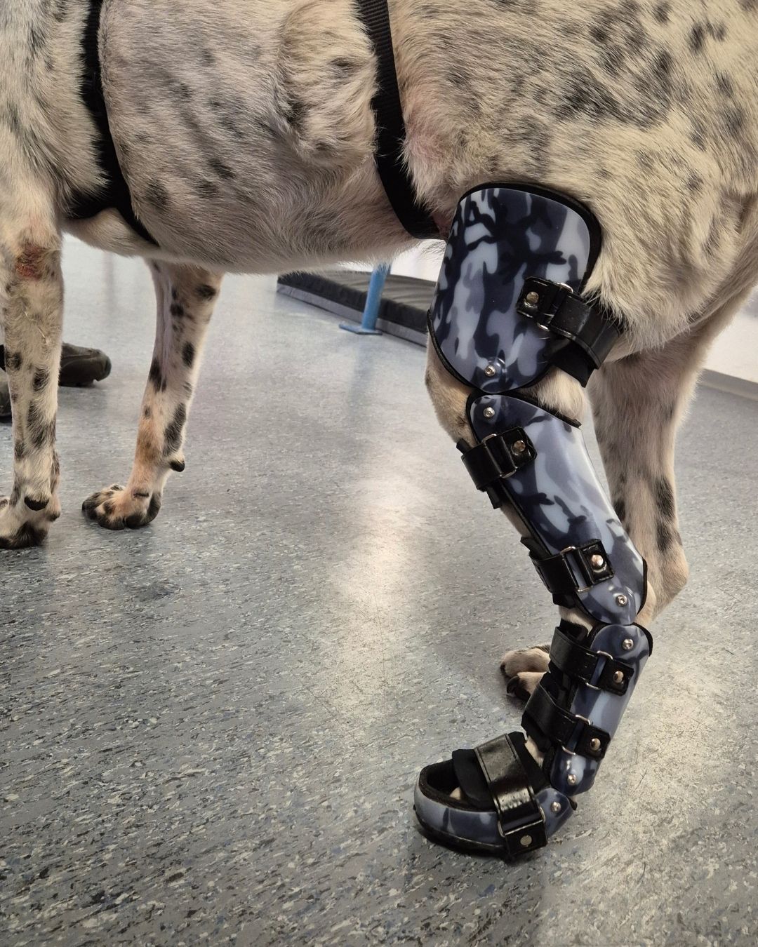 OT Baßler Tier Orthopädie. Tierische Lebensfreude zurückgewinnen. Moderne Tierorthopädie