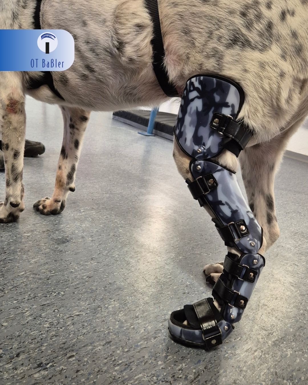 OT Baßler Tier Orthopädie. Tierische Lebensfreude zurückgewinnen. Moderne Tierorthopädie