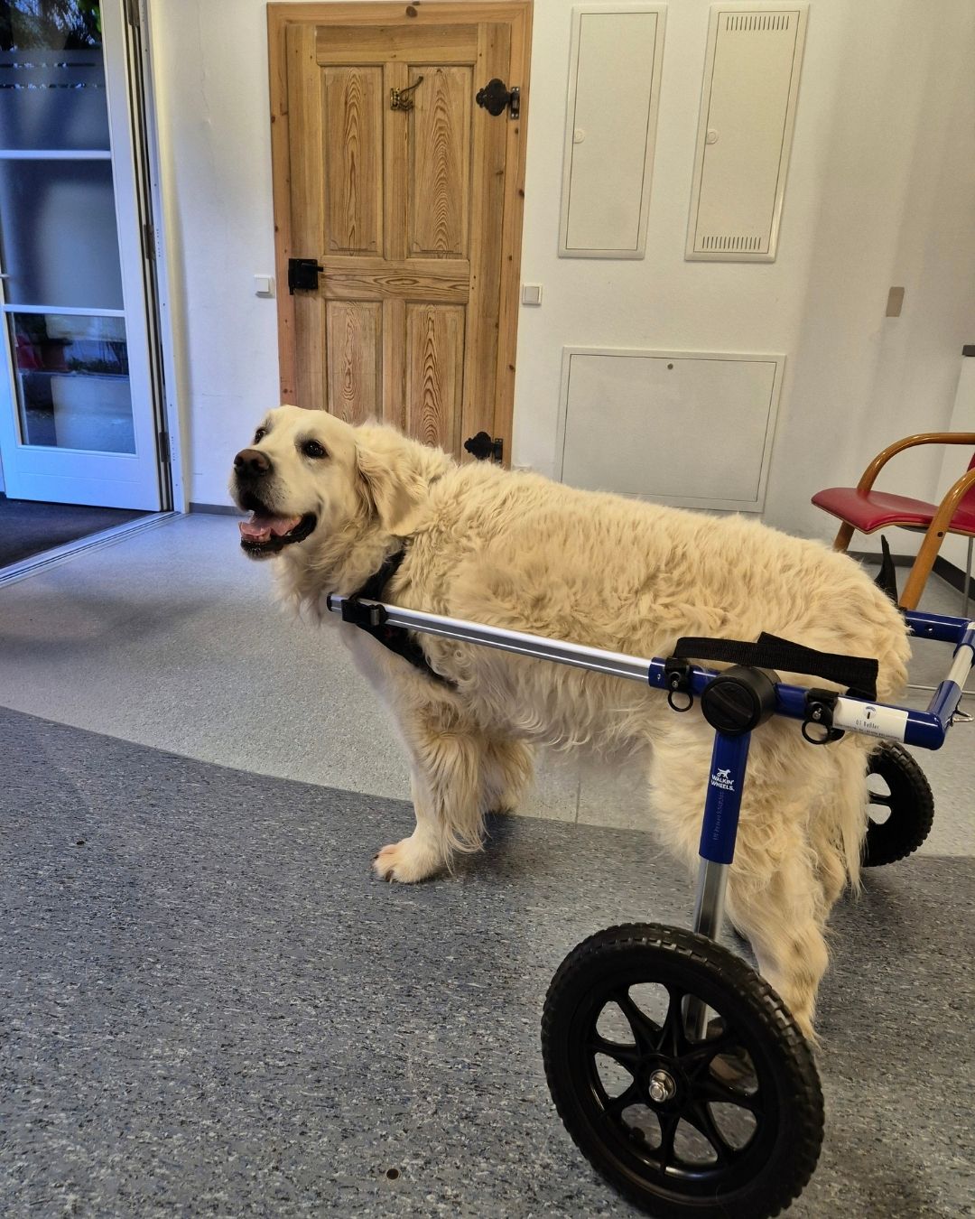 OT Baßler Tier Orthopädie. Wenn Laufen schwerfällt: Wir geben Hunden Halt!