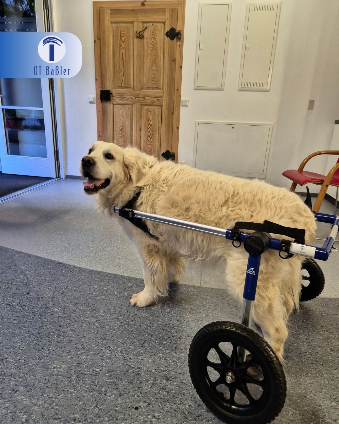 OT Baßler Tier Orthopädie. Wenn Laufen schwerfällt: Wir geben Hunden Halt!
