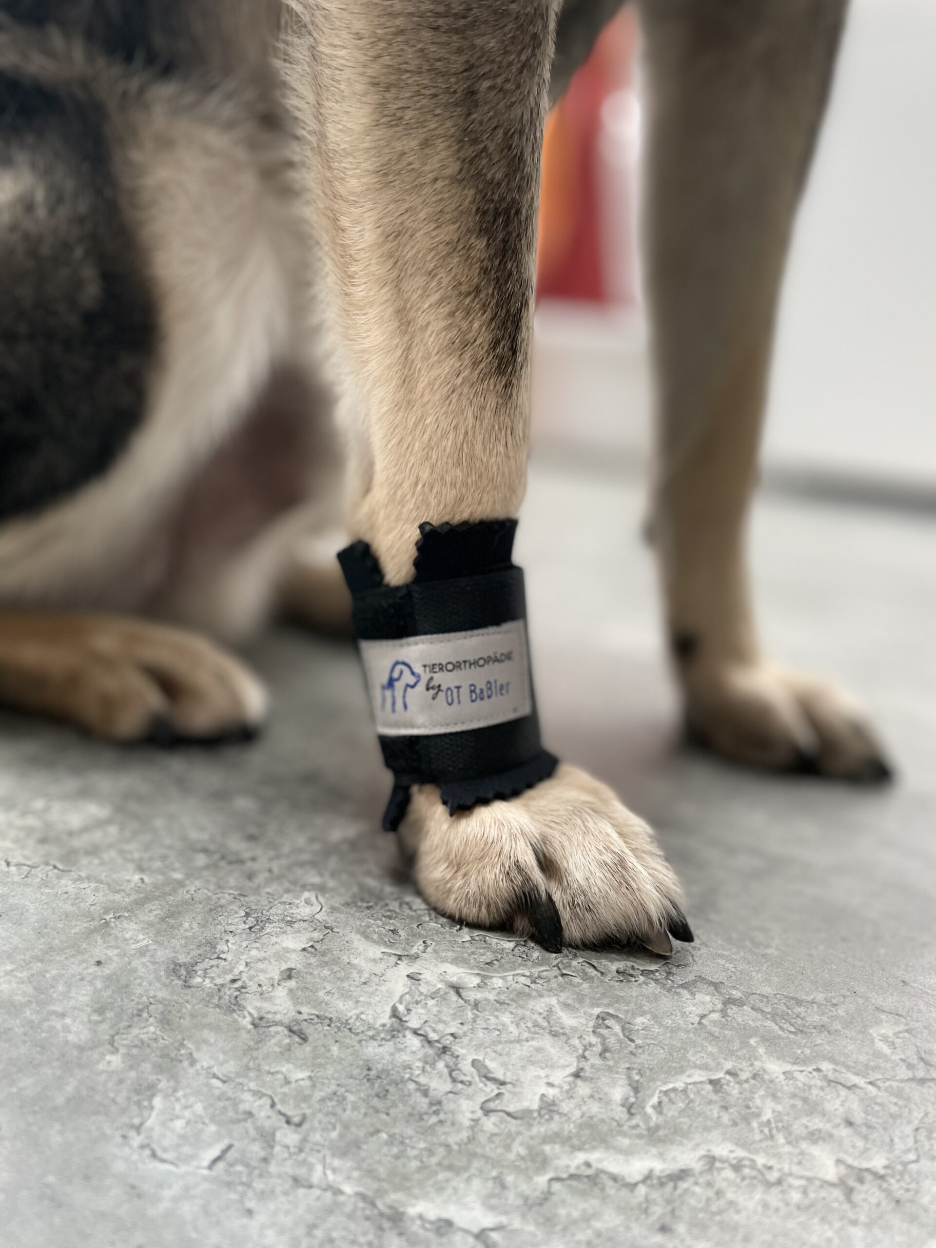 Sprunggelenksorthese für Hunde