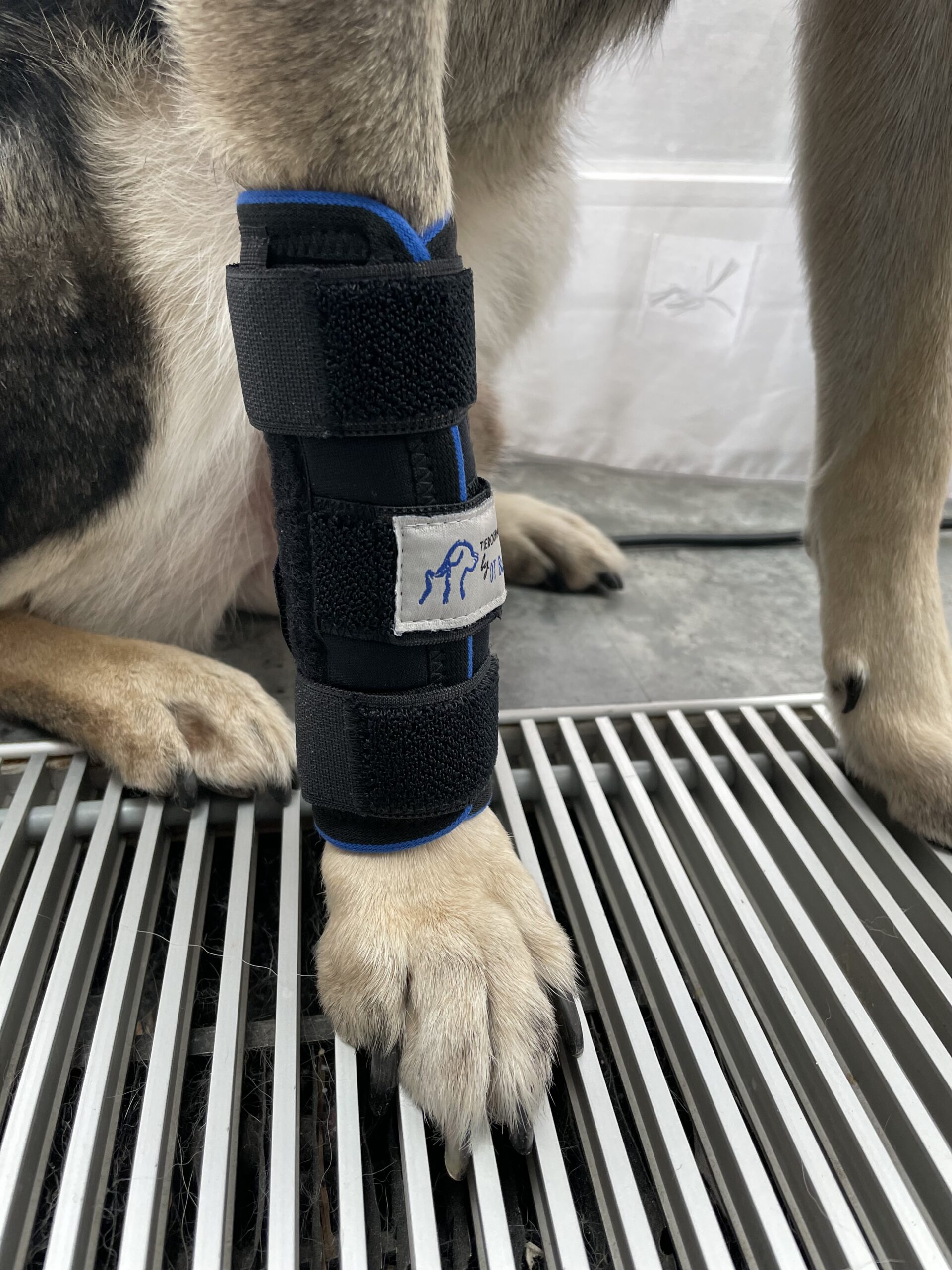 Unterarmbandage für Hunde